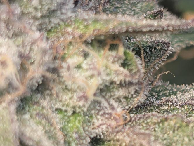 Winter Grow Barney’s Farm. Week 15 - PapayaFrsoting