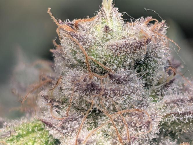 Winter Grow Barney’s Farm. Week 15 - PapayaFrosting