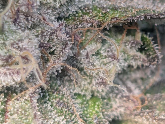 Winter Grow Barney’s Farm. Week 15 - Lemon Cherry Gelato