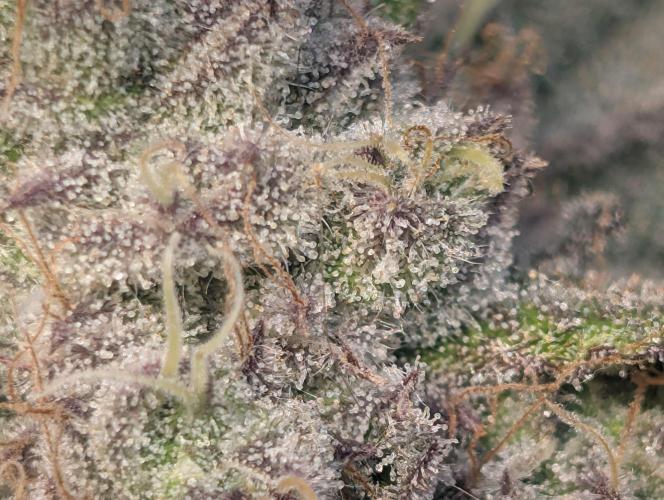 Winter Grow Barney’s Farm. Week 15 - PapayaFrosting