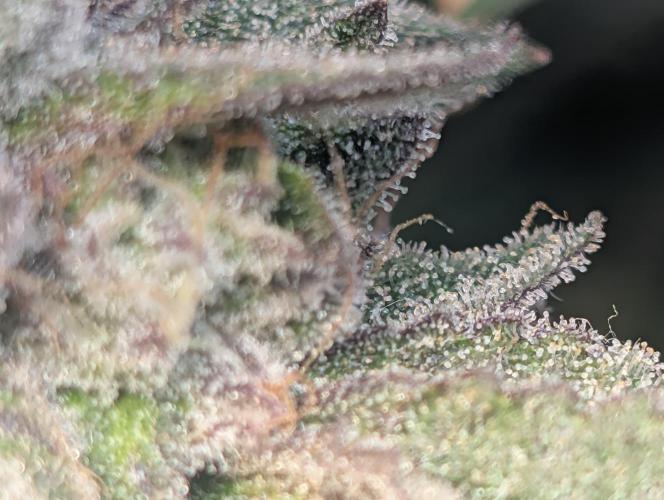 Winter Grow Barney’s Farm. Week 15 - PapayaFrosting