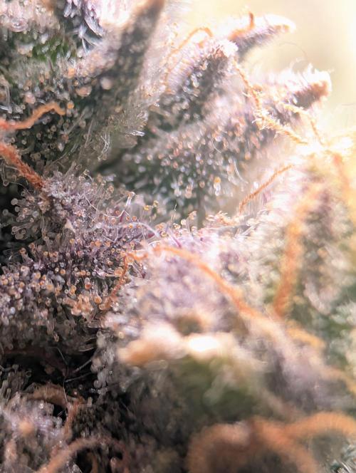 Winter Grow Barney’s Farm. Week 15 - Lemon CherryGelato