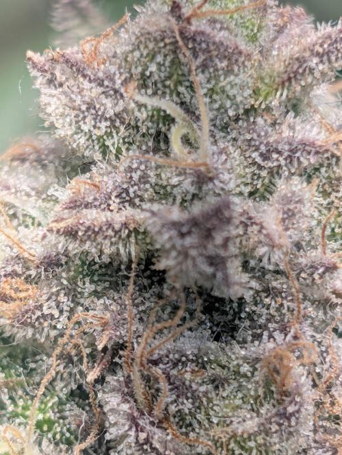 Winter Grow Barney’s Farm. Week 15 - Lemon CherryGelato