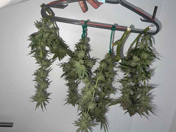 Winter Grow Barney’s Farm. Week 16