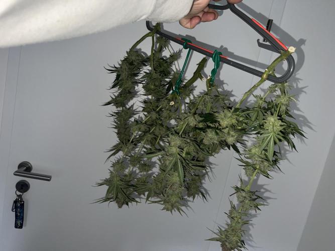 Winter Grow Barney’s Farm. Week 16