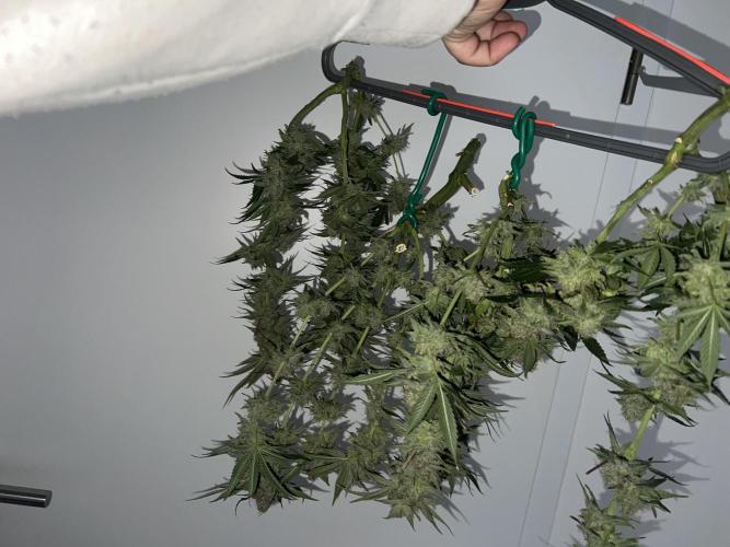 Winter Grow Barney’s Farm. Week 16