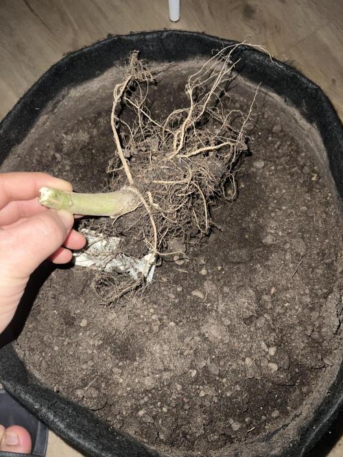 Winter Grow Barney’s Farm. Week 16