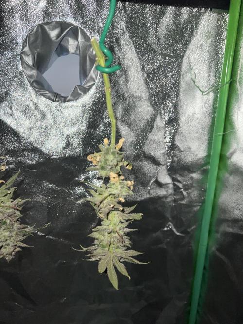 Winter Grow Barney’s Farm. Week 16