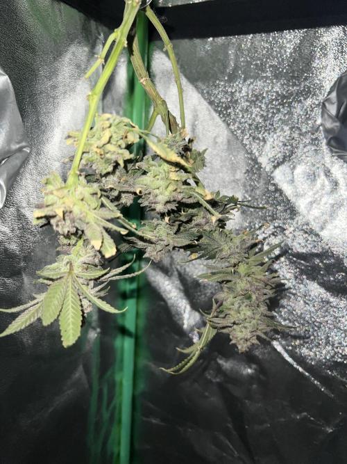 Winter Grow Barney’s Farm. Week 16