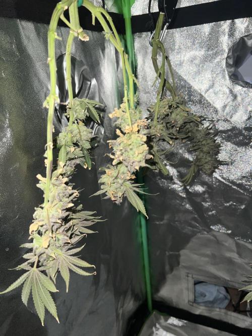 Winter Grow Barney’s Farm. Week 16