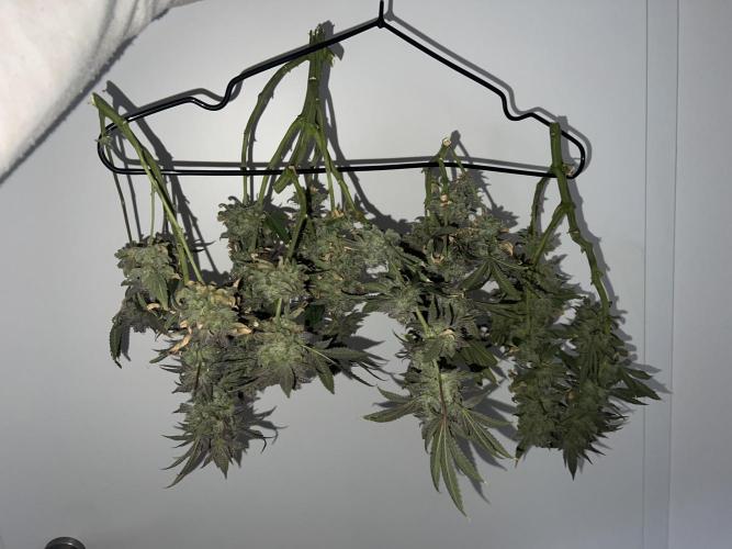 Winter Grow Barney’s Farm. Week 16