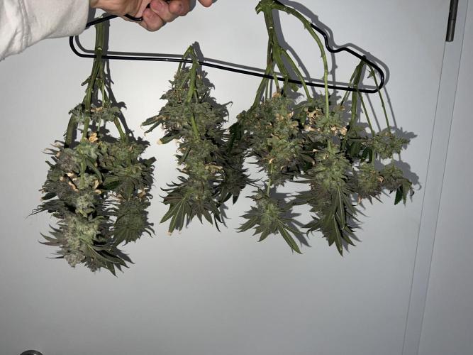 Winter Grow Barney’s Farm. Week 16