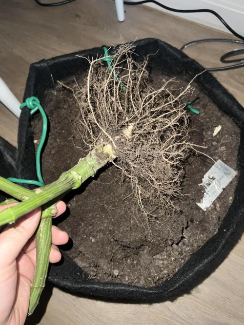 Winter Grow Barney’s Farm. Week 16