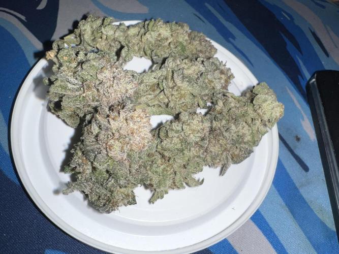 Winter Grow Barney’s Farm. Week 16