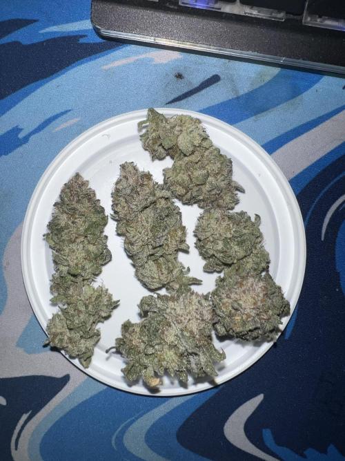 Winter Grow Barney’s Farm. Week 16