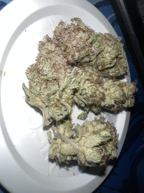 Winter Grow Barney’s Farm. Week 16