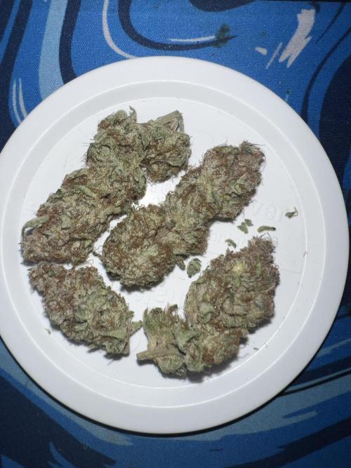 Winter Grow Barney’s Farm. Week 16