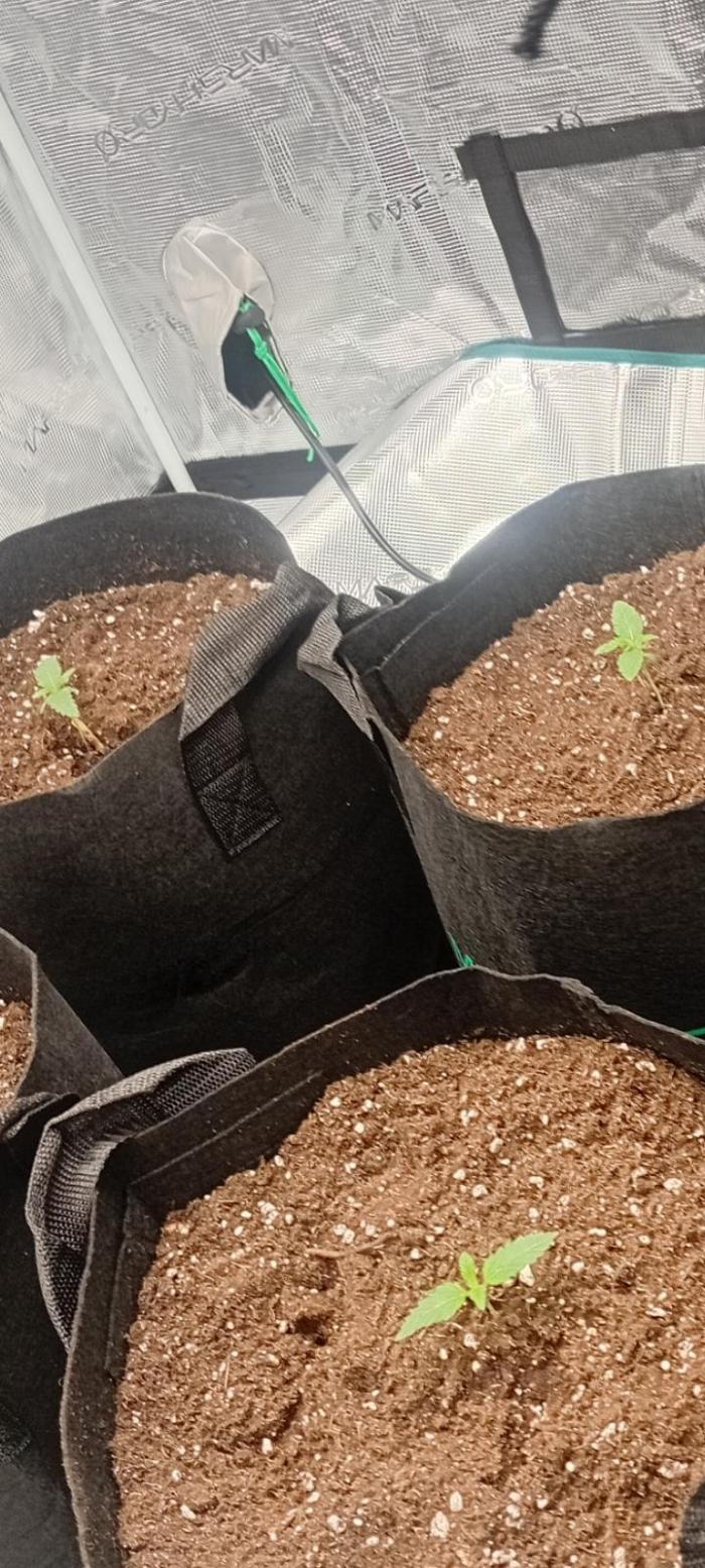 The_real_420. Week 1