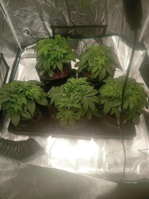 The_real_420. Week 3 - Let them do ther thing you the only thing I done i topped it and now a smal trim