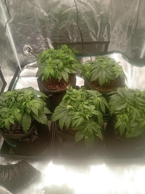 The_real_420. Week 3 - Just took the heavey fan leaves from the very bottom dont want stress her 2 much