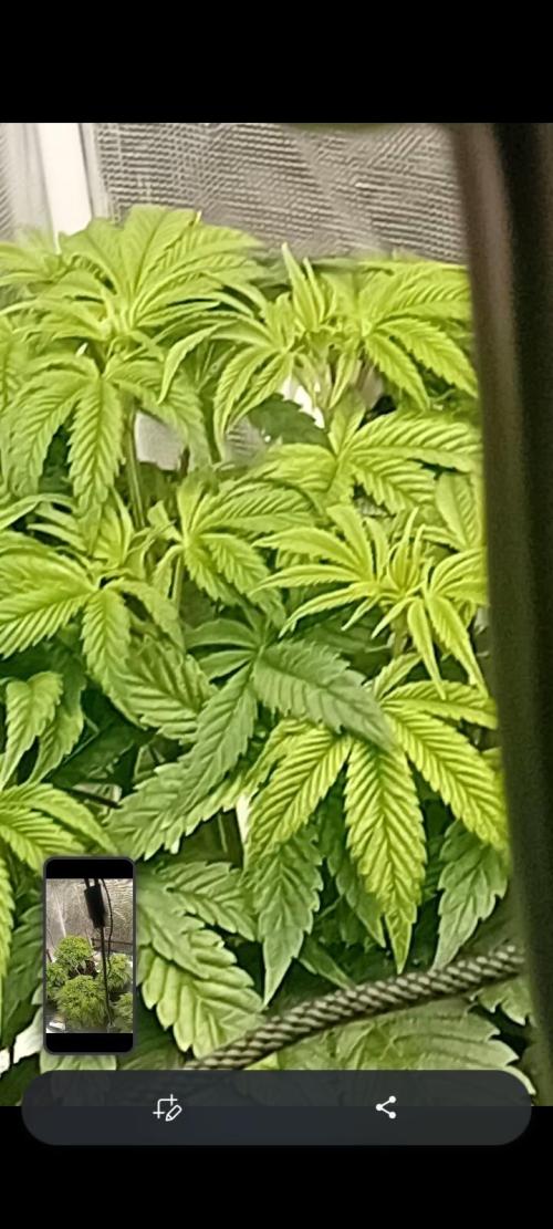 The_real_420. Week 4