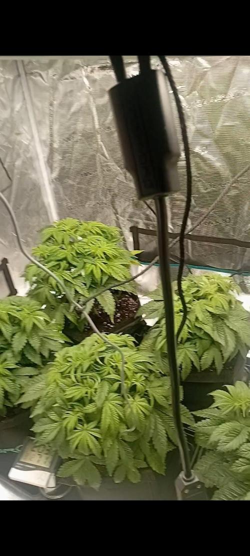 The_real_420. Week 4