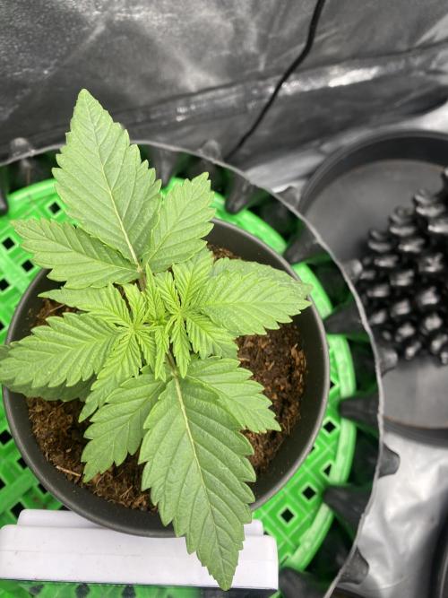 Cookie Gelato. Week 1 - 29.10
