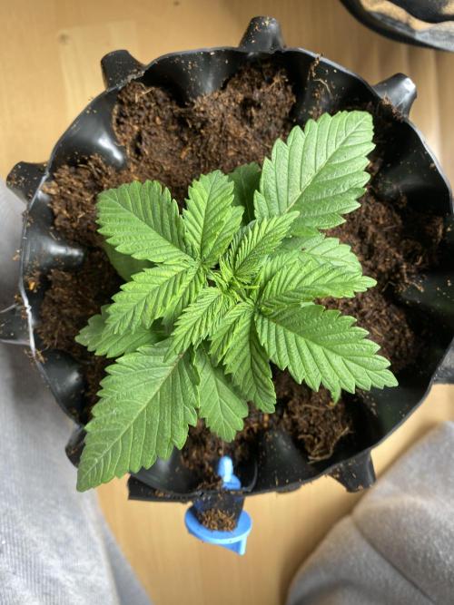 Cookie Gelato. Week 1 - 01.11