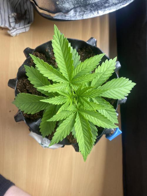 Cookie Gelato. Week 2 - 04.11