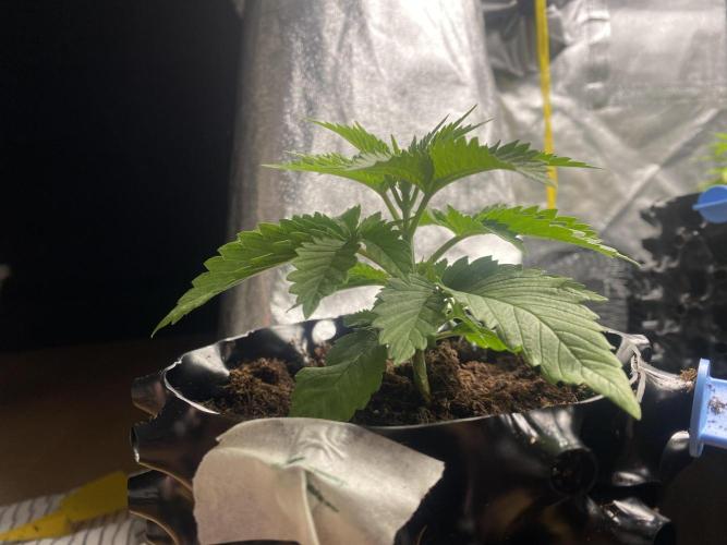 Cookie Gelato. Week 2 - 04.11