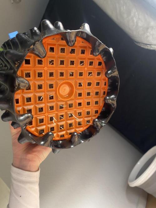 Cookie Gelato. Week 2 - 04.11