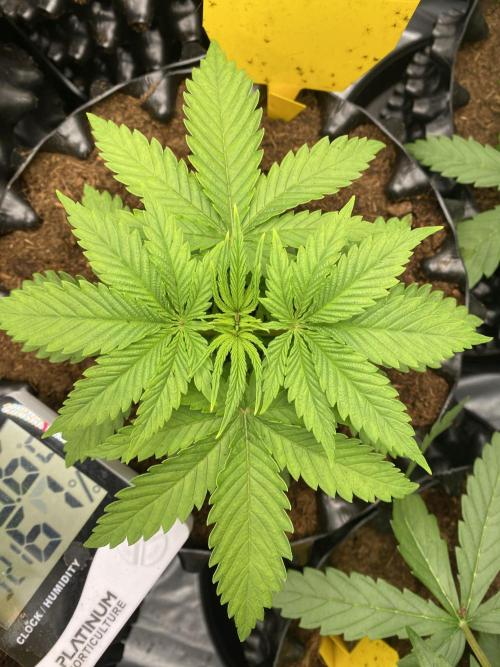 Cookie Gelato. Week 2 - 06.11