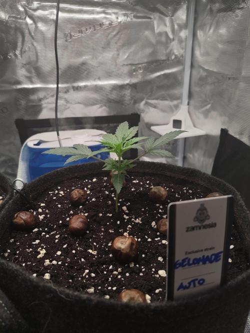 Fridolin420. Week 3 - Tag 14 nach der Keimung 