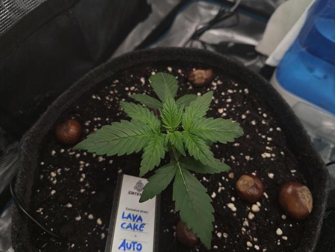 Fridolin420. Week 3 - Hier ist leider das Blatt rechts verkrümmt 😕 GsD nur bei dem einen Blatt. 