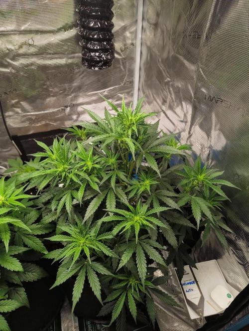 Fridolin420. Week 6 - Gelonade Auto 
#ZamnesiaSeeds
