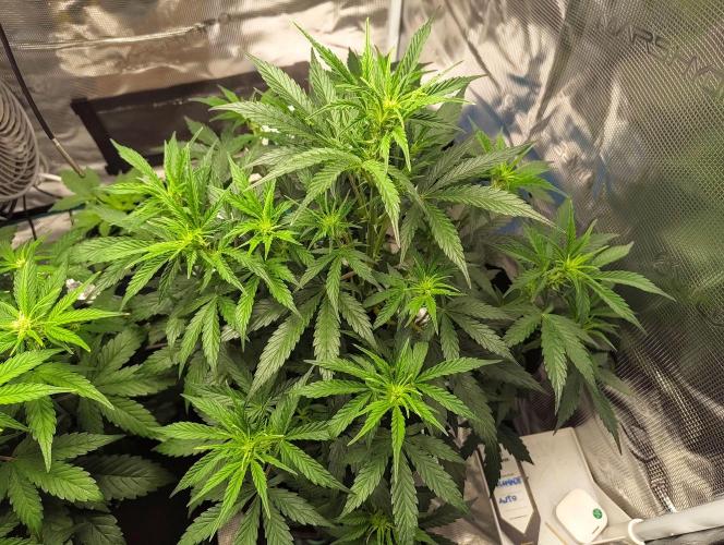 Fridolin420. Week 6 - Gelonade Auto 
#ZamnesiaSeeds