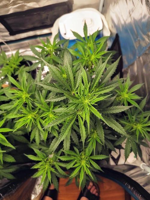 Fridolin420. Week 6 - Gelonade Auto 
#ZamnesiaSeeds