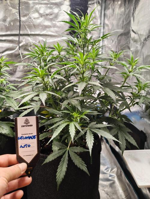 Fridolin420. Week 6 - Gelonade Auto 
#ZamnesiaSeeds