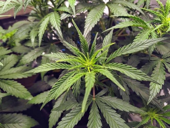 Fridolin420. Week 6 - Gelonade Auto 
#ZamnesiaSeeds