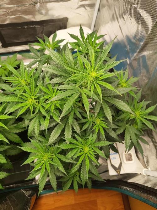 Fridolin420. Week 6 - Gelonade Auto 
#ZamnesiaSeeds
