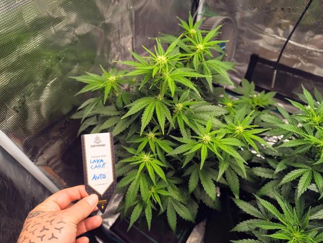 Fridolin420. Week 6 - Lava Cake Auto
#ZamnesiaSeeds