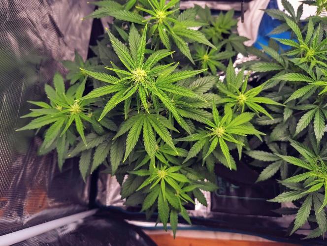 Fridolin420. Week 6 - Lava Cake Auto
#ZamnesiaSeeds