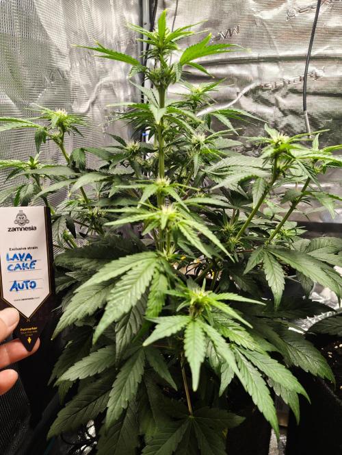 Fridolin420. Week 6 - Lava Cake Auto
#ZamnesiaSeeds