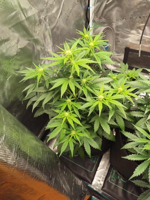Fridolin420. Week 6 - Lava Cake Auto
#ZamnesiaSeeds