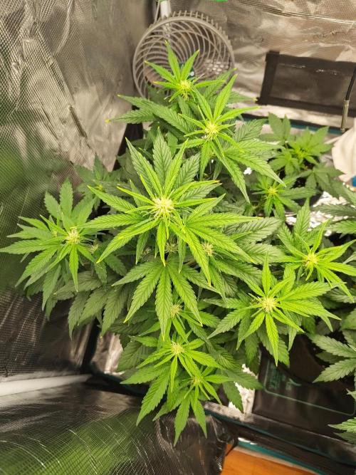 Fridolin420. Week 6 - Lava Cake Auto
#ZamnesiaSeeds
