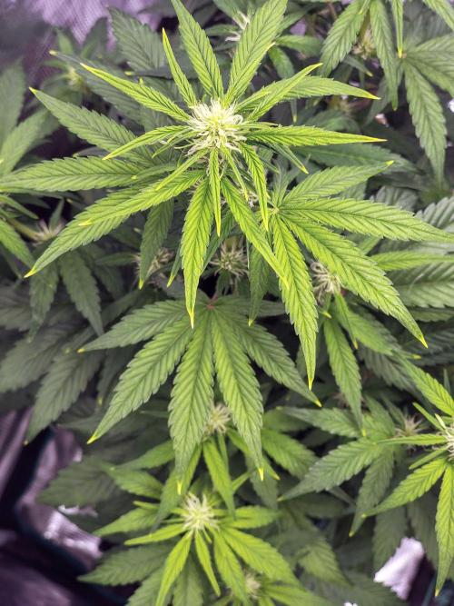 Fridolin420. Week 6 - Lava Cake Auto
#ZamnesiaSeeds