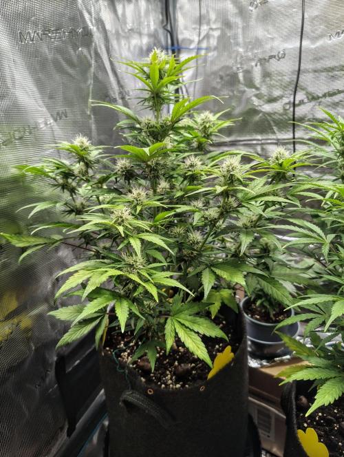 Fridolin420. Week 7 - Lava Cake Auto
#ZamnesiaSeeds 