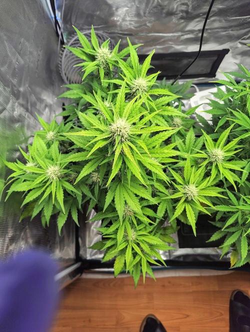 Fridolin420. Week 7 - Lava Cake Auto
#ZamnesiaSeeds 