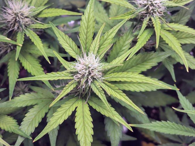 Fridolin420. Week 7 - Lava Cake Auto
#ZamnesiaSeeds 