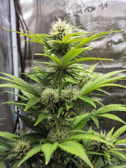 Fridolin420. Week 7 - Lava Cake Auto
#ZamnesiaSeeds 